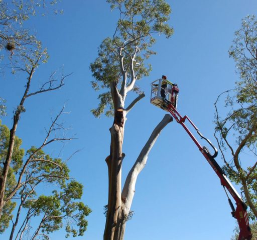 tree-pruning-services